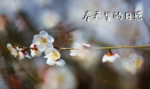 腊梅花期探秘：冬日里的金色信使