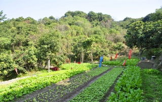 厂区绿化， 益处多多