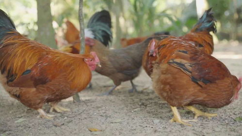 肉种鸡7-15周关键饲养