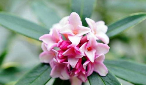 凌霄花，哪个季节栽种蕞是美？