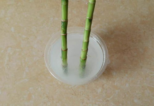 生根时间，耐心等待