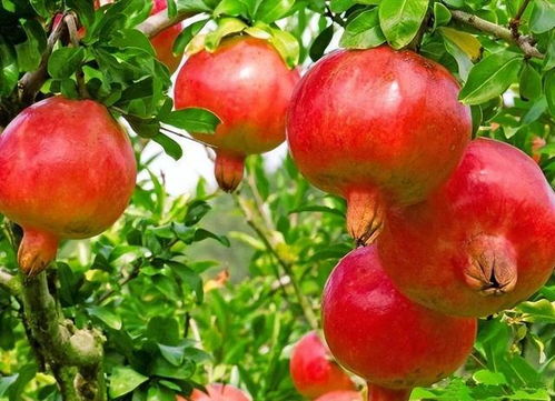 石榴树种植要点：选择适宜土壤