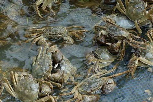 螃蟹养殖周期可达数年，技术关键在水质与饲料