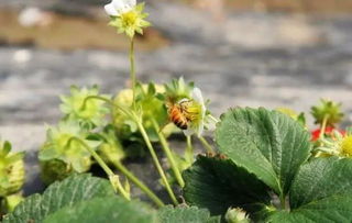 网购远志种子， 注意运费和电子质保单