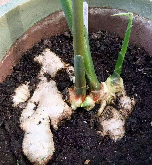 别忘了浇水和光照