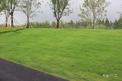 南方暖、北方冷：草坪的差异化种植