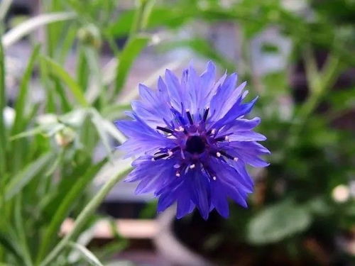 第一步：等待花儿谢幕