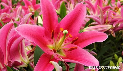 三头百合花语传递爱与祝福，如何让这份绽放幸福的芬芳传递给心爱的人呢