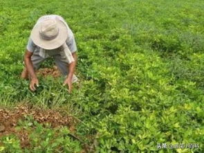 农药配伍顺序大全揭秘：哪些顺序Zui佳？