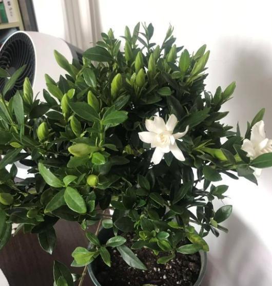 栀子花叶子发黄是什么原因导致的？有没有解决黄叶的小妙招