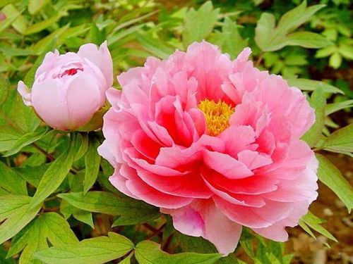 春节牡丹开花管理，如何让花朵更艳丽