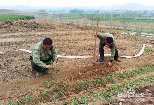 林下套种， 助力乡村振兴