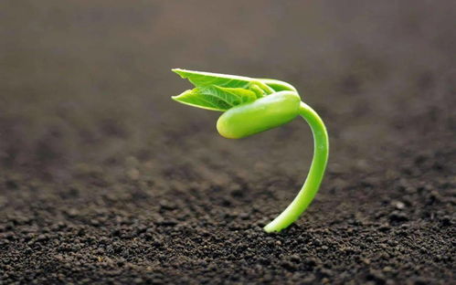 惊蛰时节，哪些植物会率先绽放