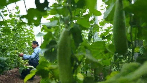 揭秘山东大葱惊人高度：植物界的“巨人”之谜！