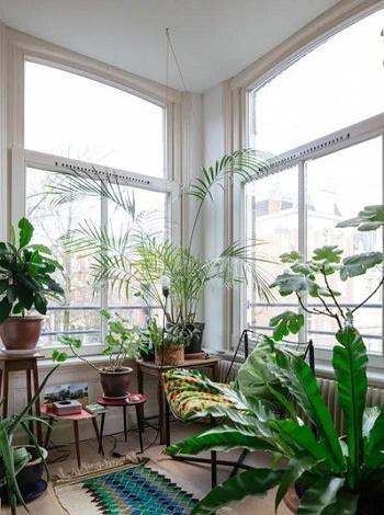 阳光满溢的窗台，适合哪些绿植呢？