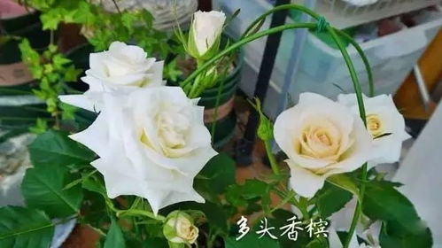 月季花老养不好？试试这些养殖方法