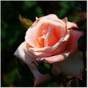 闻闻这花香， 像回到希腊的老家