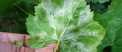 百菌清，副作用有木有？