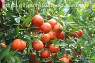 福建果苗批发基地探秘