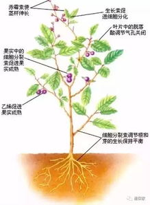 缩节胺的神奇力量，你了解多少？