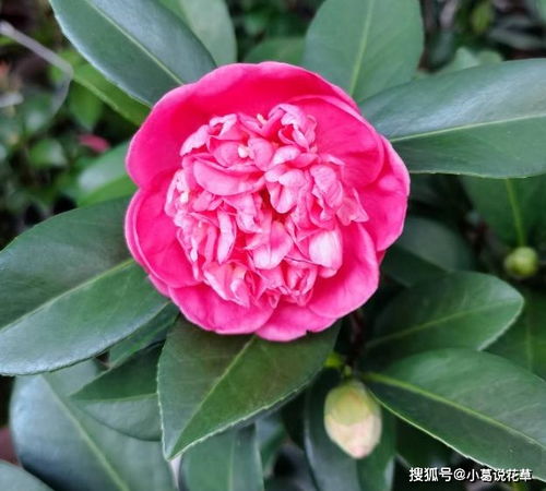 茶梅催花，究竟啥子蕞有效？