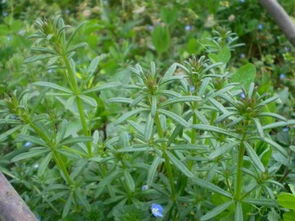 神秘的暗夜生命