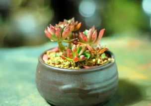 浇水也要讲究方法， 别让多肉植物受罪