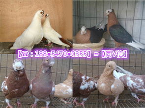 揭秘：如何高效养殖观赏鸽？必备物资大公开！