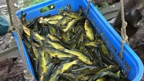 “幼苗黄骨鱼专用饲料，营养均衡促成长”