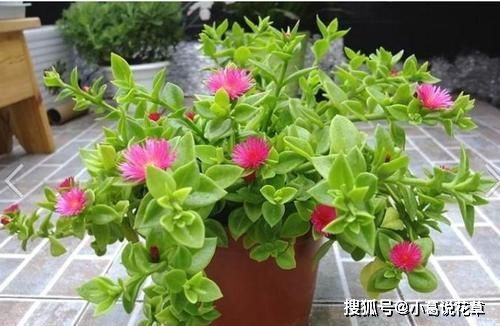 举个真实例子：沈阳张姐和广州李姐一边养蟹爪兰