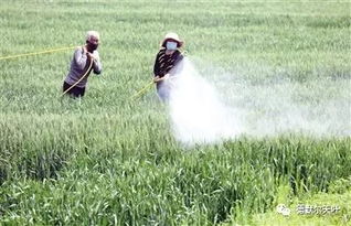 乳油型农药的施用方法