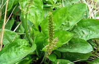 天气决定采草命