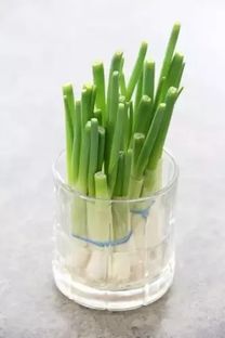 盆栽大蒜为何生长缓慢？