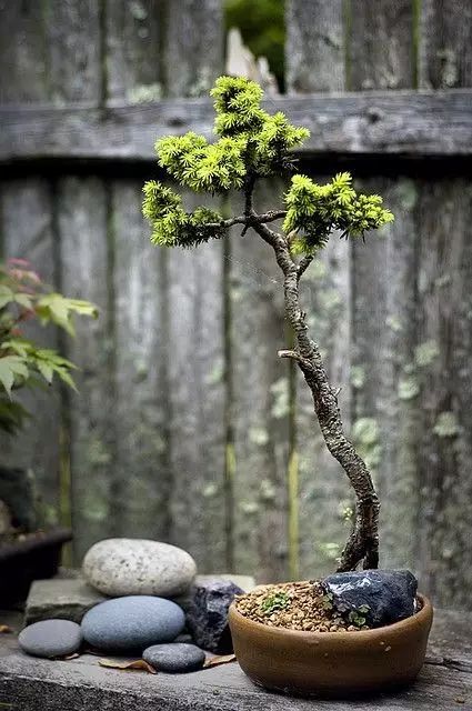 室内花卉， 小空间的绿色“装饰”