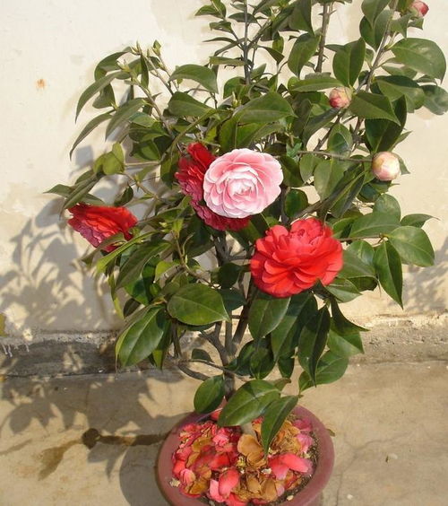 茶花叶子掉落怎么办？掌握这招轻松挽救！