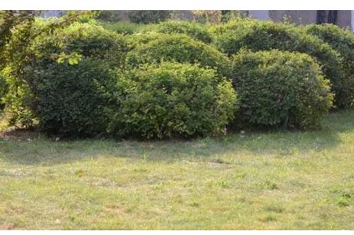 灌木家族的小秘密