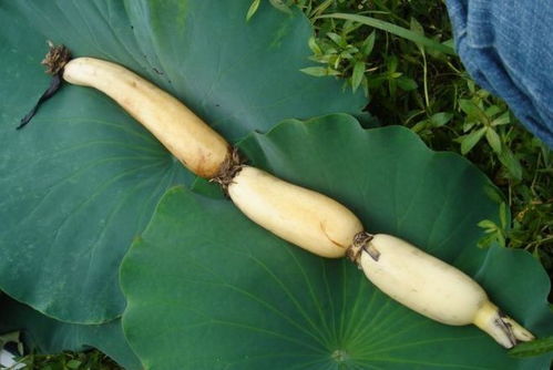 江苏宝应莲农实测：莲藕用丙环唑嘧菌浓度调整法则揭秘