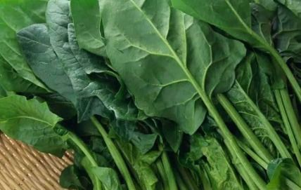 三、 秋黄瓜：清凉解暑