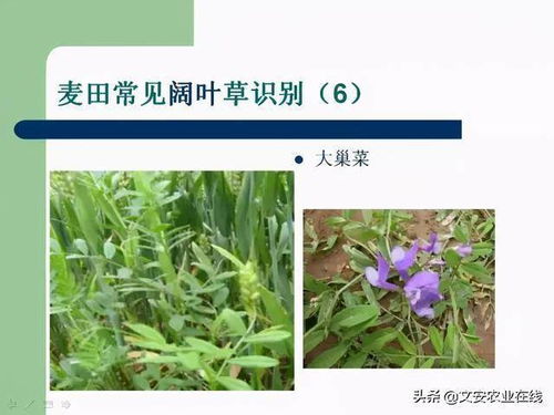 怎样根据醚类除草剂配方来制作，如何精确配比各组分，保证除草效果？