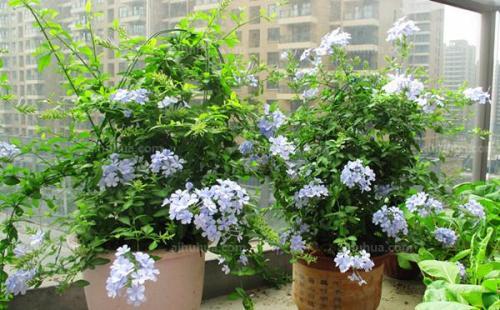 蓝雪花是否打顶，关乎其开花数量与观赏性