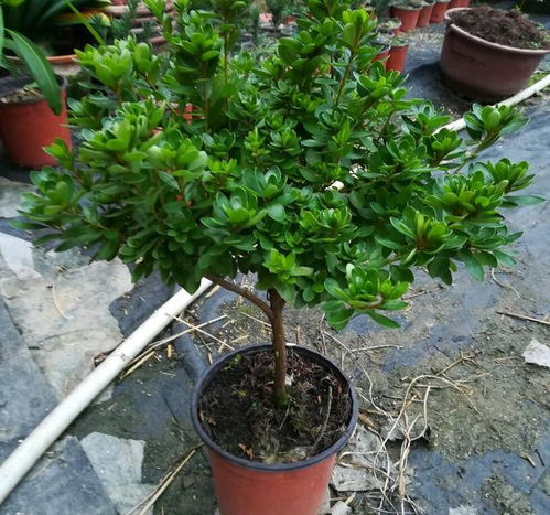 春秋施肥， 冬夏控制