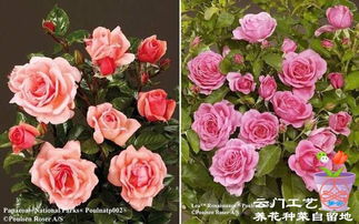 月季花的养护与管理