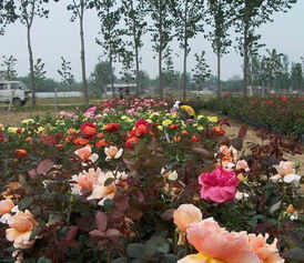 大花月季， 美的不要不要的