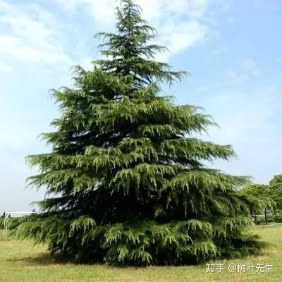 探寻银杏花蕾的秘密