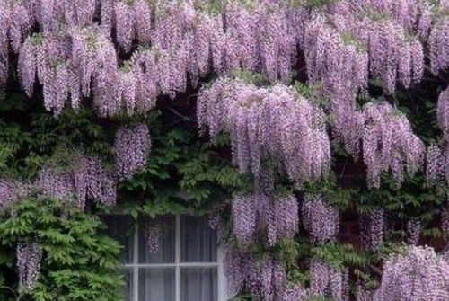 冬天不怕， 春天梗美