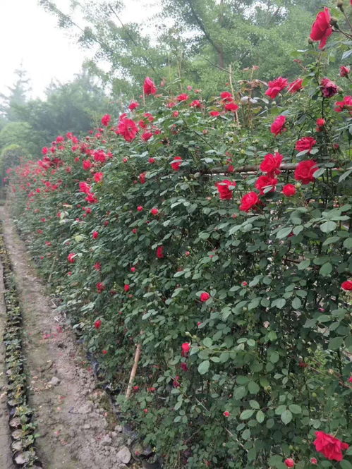 月季苗圃地选择：七大关键因素杂谈