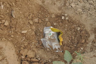 鱼塘泥鳅的烦恼