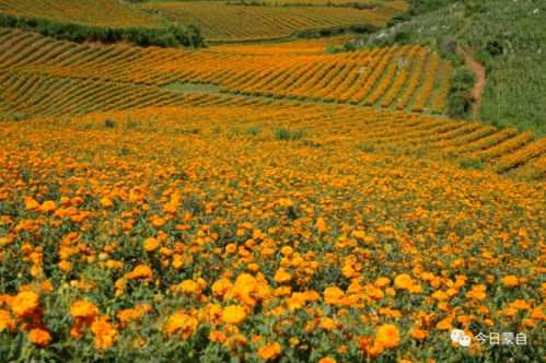 万寿菊的多样用途