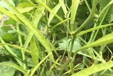 怎么减少滴酸草甘膦对后茬的影响？