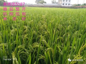 喷施磷酸二氢钾的注意事项